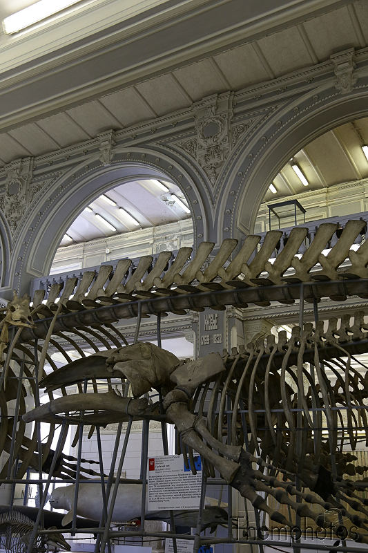reportage photo 2018 russie saint petersbourg petrograd musée zoologique museum squelette cétacé baleine skeleton