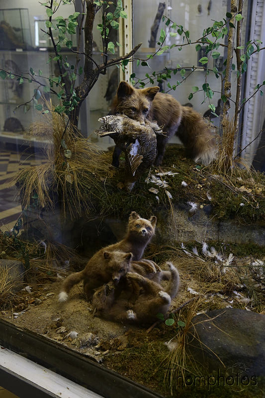 reportage photo 2018 russie saint petersbourg petrograd musée zoologique museum renard fox