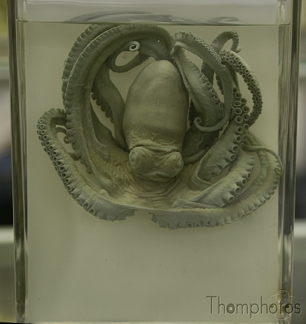reportage photo 2018 russie saint petersbourg petrograd musée zoologique museum animal marin poulpe quid pieuvre cthulhu bocal