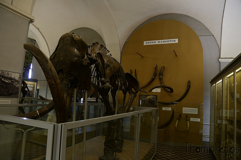 reportage photo 2018 russie saint petersbourg petrograd musée zoologique museum animal mammifère mammouth fossile