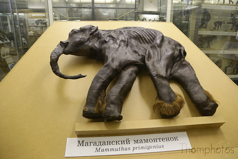 reportage photo 2018 russie saint petersbourg petrograd musée zoologique museum animal mammifère mammouth fossile dima