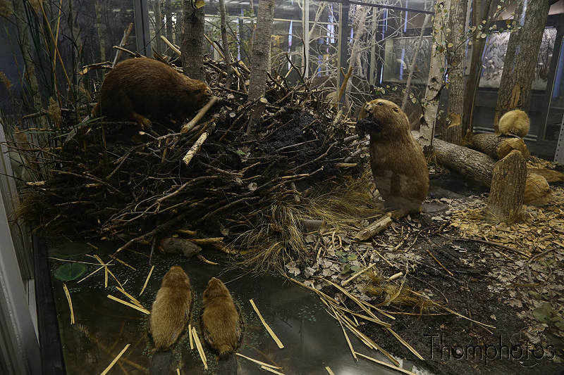 reportage photo 2018 russie saint petersbourg petrograd musée zoologique museum animal mammifère castor beaver