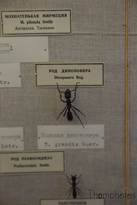 reportage photo 2018 russie saint petersbourg petrograd musée zoologique museum insecte fourmie ant géante dinoponera