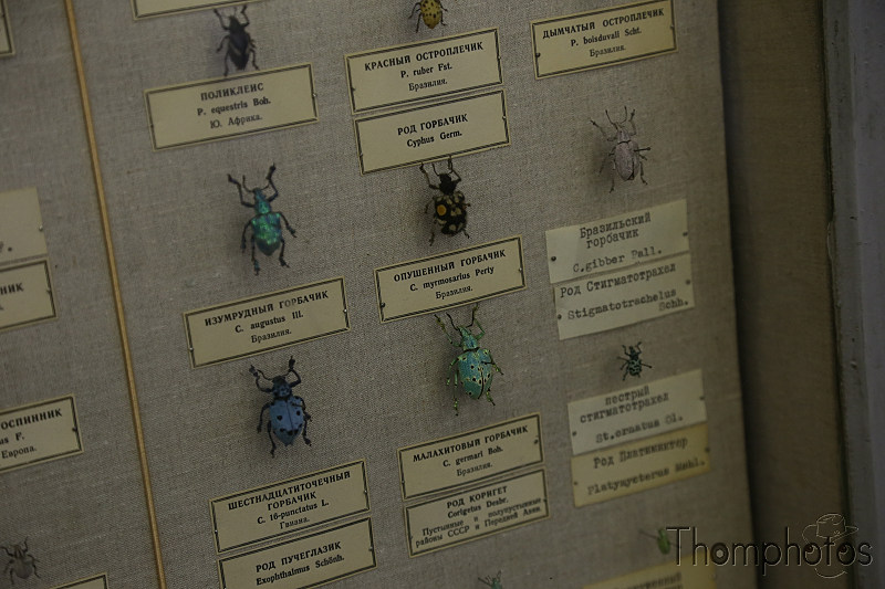 reportage photo 2018 russie saint petersbourg petrograd musée zoologique museum insecte