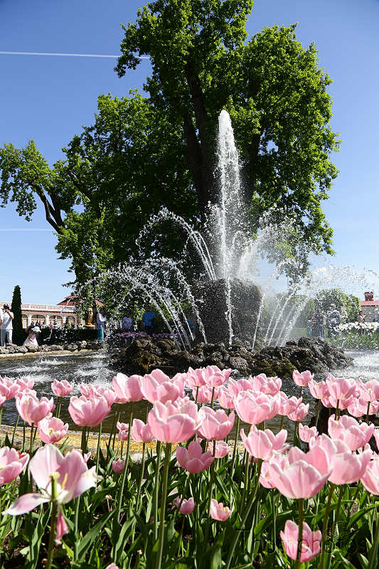 reportage photo 2018 russie saint petersbourg petrograd architecture peterhof pierre le grand palais palace parc monplaisir jardin garden fleurs fontaine