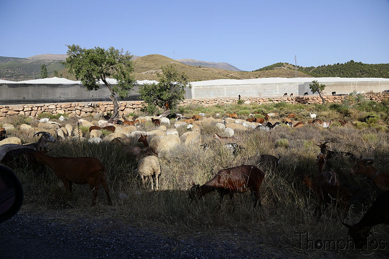 reportage photo été 2019 espagne españa berja sam biquettes chèvres goat herd troupeau