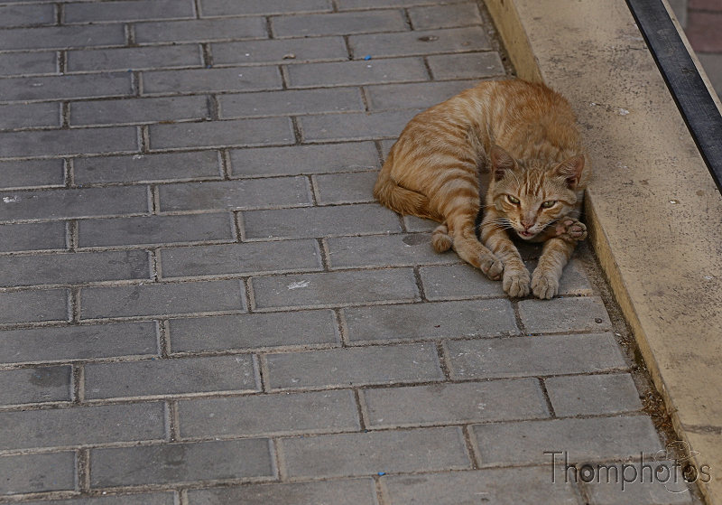 reportage photo été 2019 espagne españa berja sam chat gato cat neko miaou meow maron sieste rue nap street