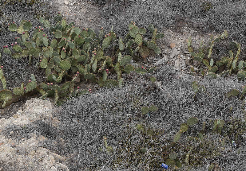 reportage photo été 2019 espagne españa berja sam almería ville city château castel alcazaba citadelle arbre cactus plante figuier de barbarie prickly pears