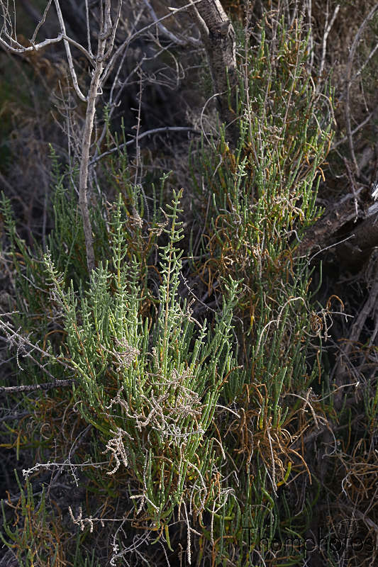 reportage photo été 2019 espagne españa berja sam tabernas désert sierra leone plante grasse salicorne salicornia épice pickles cornichons succulente