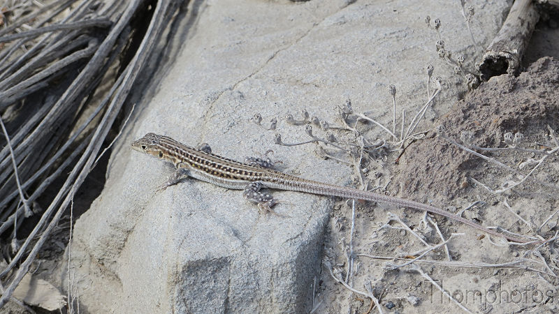 reportage photo été 2019 espagne españa berja sam tabernas désert sierra leone lézard des rochers rocks lizard rapiette reptile animal