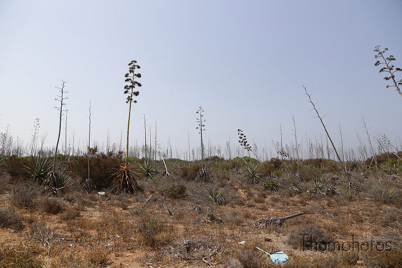 reportage photo été 2019 espagne españa berja sam parc naturel park cabo de gata níjar cactus aloès pitas agave américaine tronc fleur