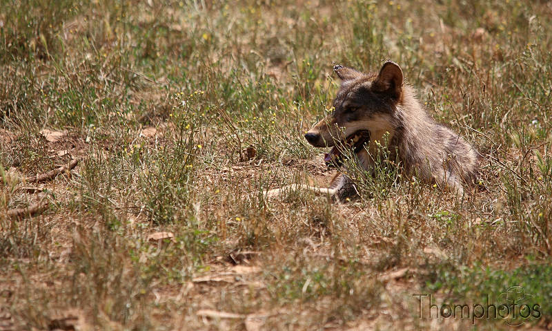 reportage photo été 2020 rocamadour causses du quercy parc animalier de gramat animaux loup européen canis lupus