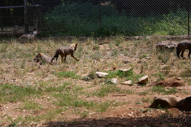 reportage photo été 2020 rocamadour causses du quercy parc animalier de gramat animaux loup européen canis lupus bébé jeunes louveteaux