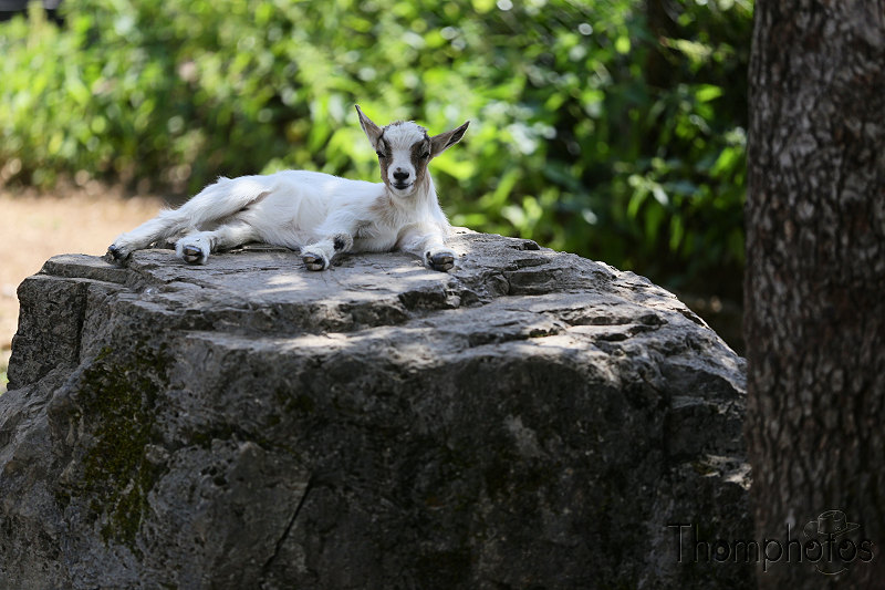 reportage photo été 2020 rocamadour causses du quercy parc animalier de gramat animaux biquette chèvres ovins goats mêêêh mêh bêh