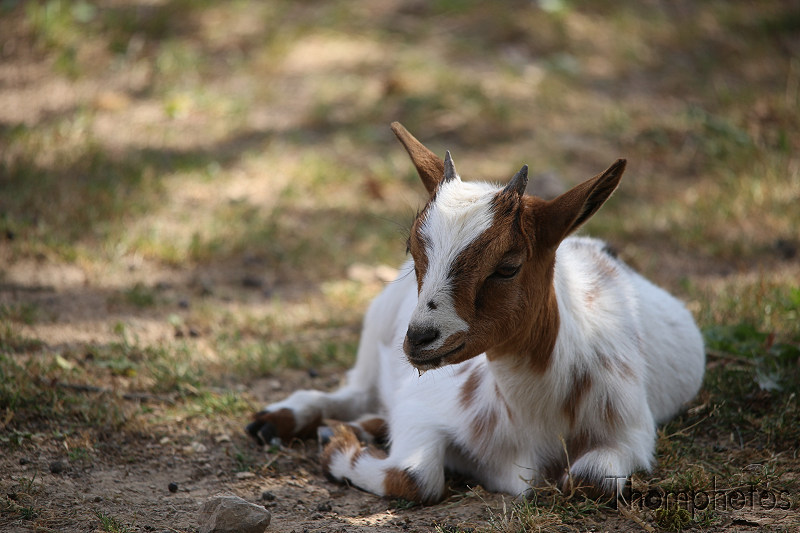 reportage photo été 2020 rocamadour causses du quercy parc animalier de gramat animaux biquette chèvres ovins goats mêêêh mêh bêh
