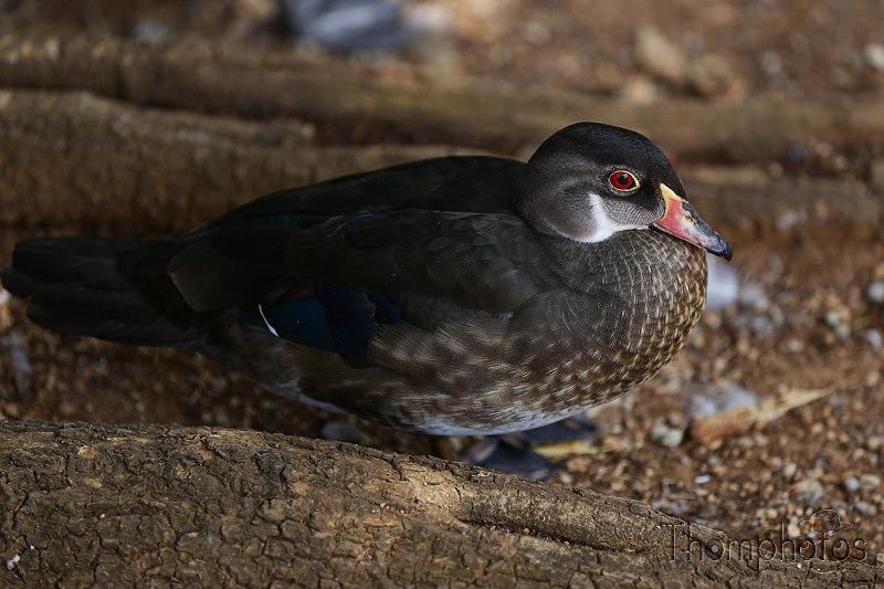 reportage photo été 2020 rocamadour causses du quercy parc animalier de gramat animaux bird oiseau canard duck