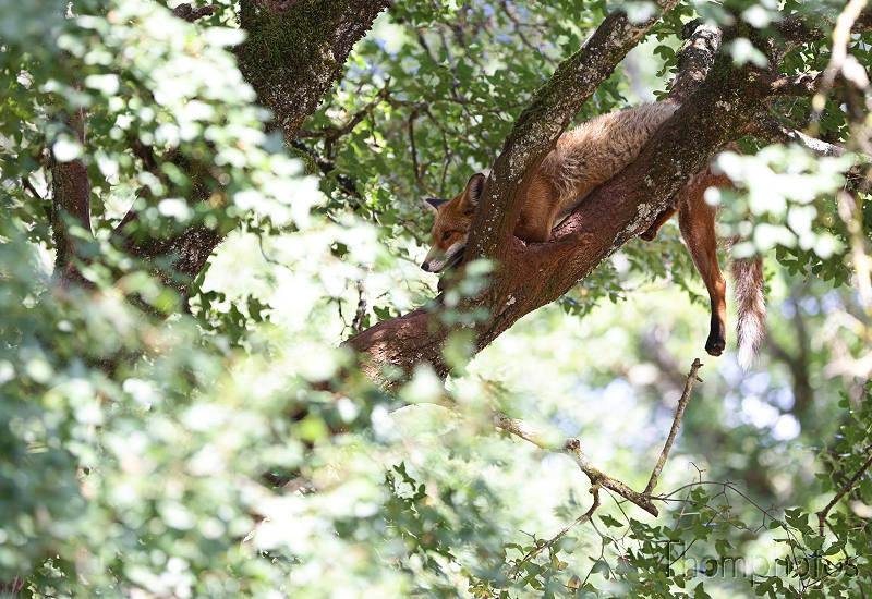 reportage photo été 2020 rocamadour causses du quercy parc animalier de gramat animaux renard roux red ginger fox sleep in tree dort dans les arbres