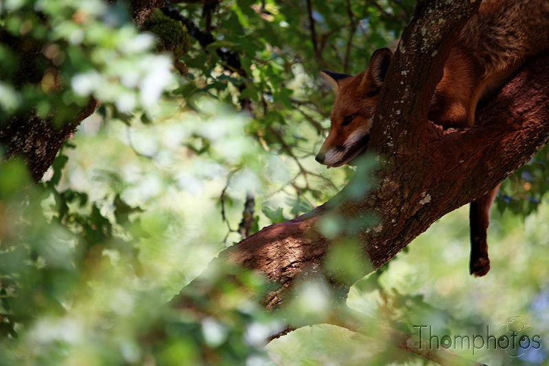 reportage photo été 2020 rocamadour causses du quercy parc animalier de gramat animaux renard roux red ginger fox sleep in tree dort dans les arbres