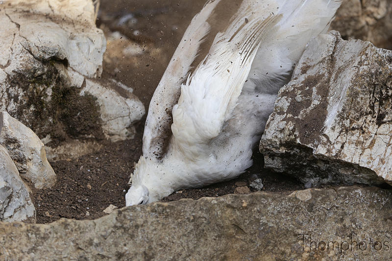reportage photo été 2020 rocamadour causses du quercy parc animalier de gramat animaux volière oiseaux birds paon albinos blanc nettoyage rouler terre