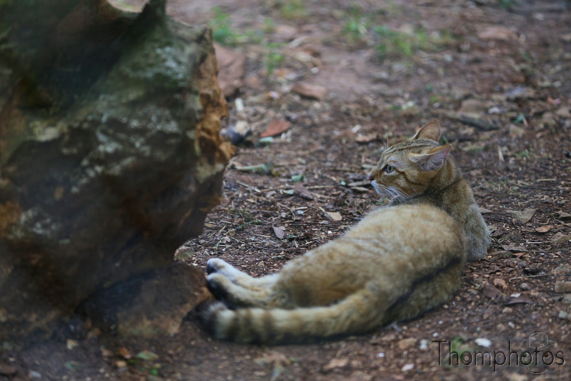 reportage photo été 2020 france rocamadour causses du quercy parc animalier de gramat animaux chat sauvage wild cat européen tigré lynx