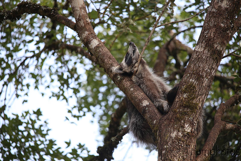 reportage photo été 2020 rocamadour causses du quercy parc animalier de gramat animaux ratour laveur raccoon dormant dans un arbre tree sleeping