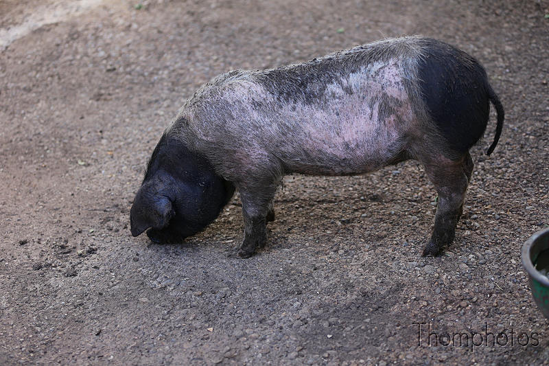 reportage photo été 2020 rocamadour causses du quercy parc animalier de gramat animaux cochon gruik huink pig porc cul noir black bottom ass