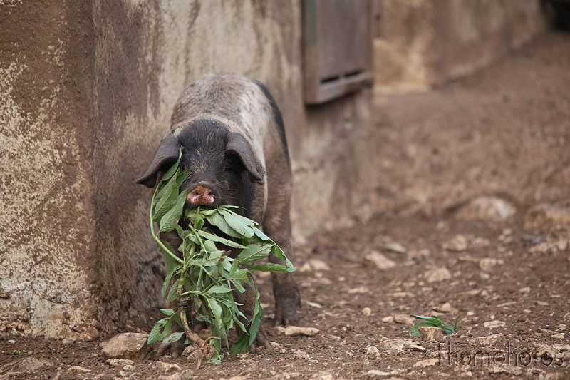 reportage photo été 2020 rocamadour causses du quercy parc animalier de gramat animaux cochon gruik huink pig porc cul noir black bottom ass