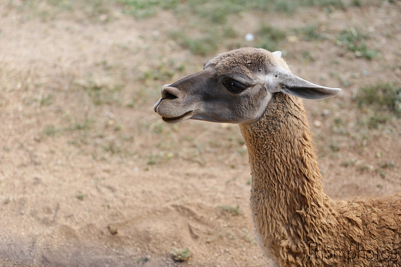 reportage photo été 2020 france rocamadour causses du quercy parc animalier de gramat animaux lamma llama kuzko