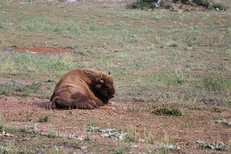 reportage photo été 2020 france rocamadour causses du quercy parc animalier de gramat animaux bison européen