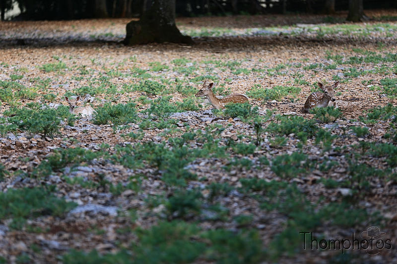 reportage photo été 2020 france rocamadour causses du quercy parc animalier de gramat animaux daim bambi camouflage