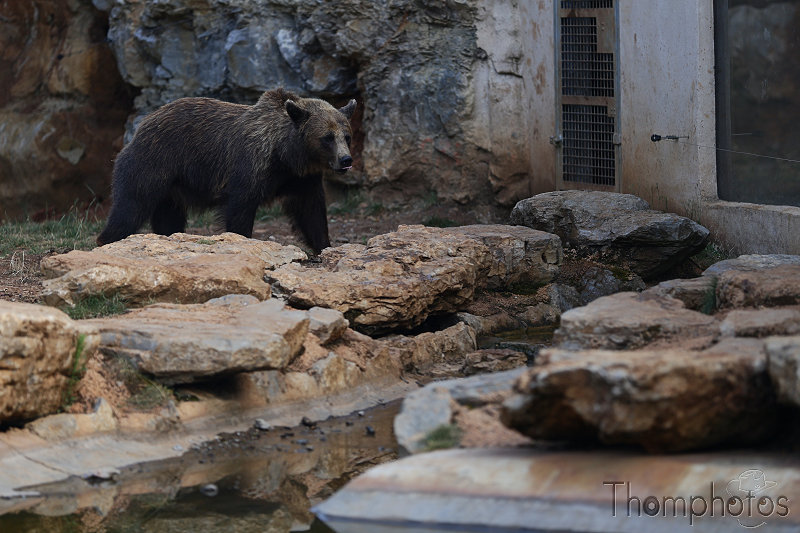 reportage photo été 2020 rocamadour causses du quercy parc animalier de gramat animaux ours oursons fosse bear