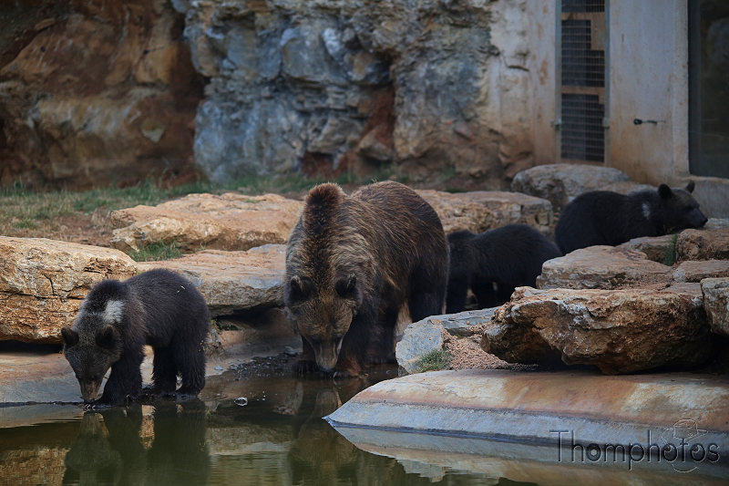 reportage photo été 2020 rocamadour causses du quercy parc animalier de gramat animaux ours oursons fosse bear